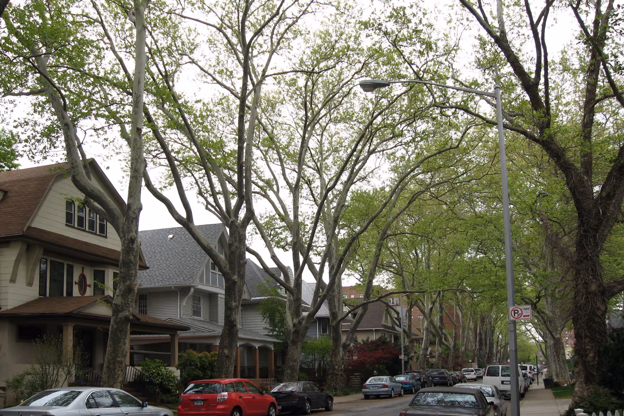 Victorian houses and mature trees near Ditmas Avenue in Flatbush