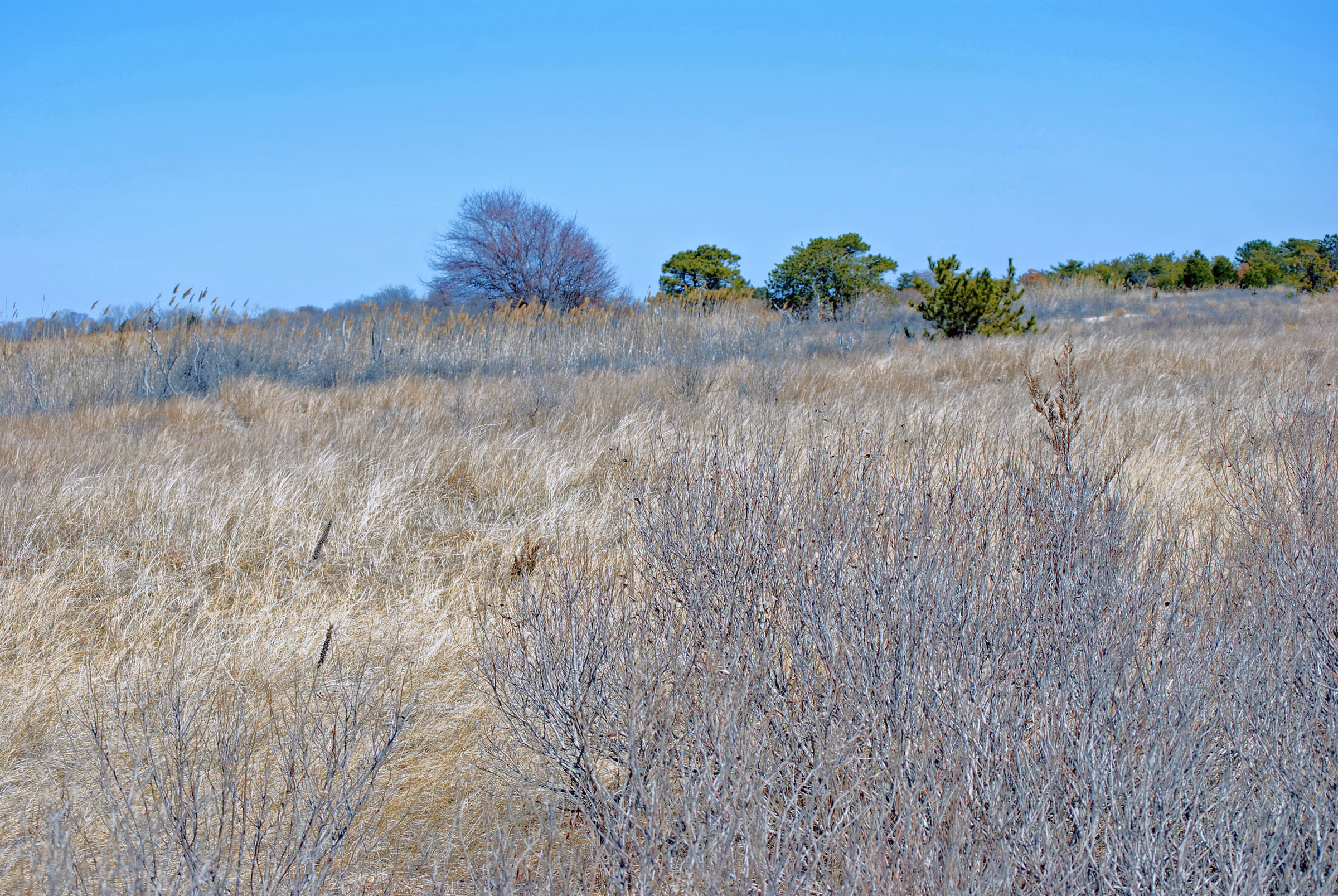 Dunes and grasses at Heckscher State Park in East Islip
