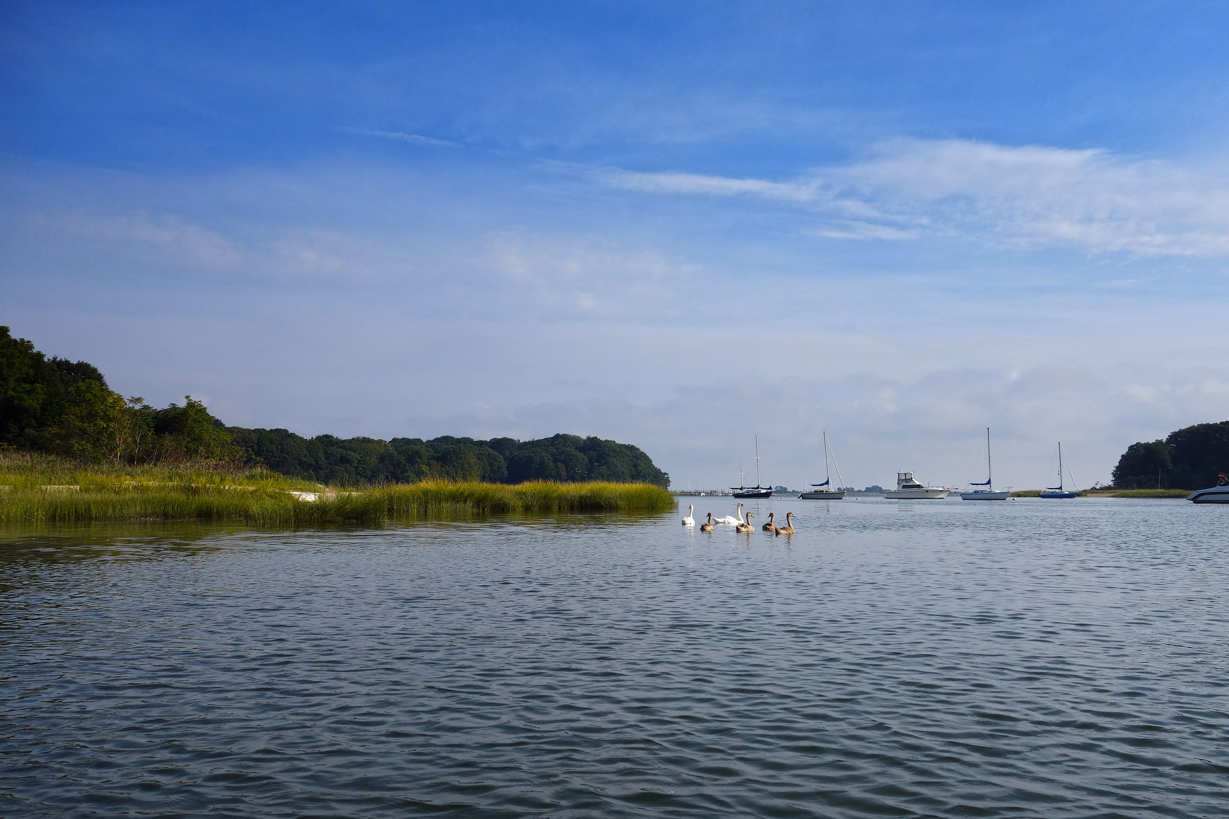 Sailboats on Setauket Harbor, New York