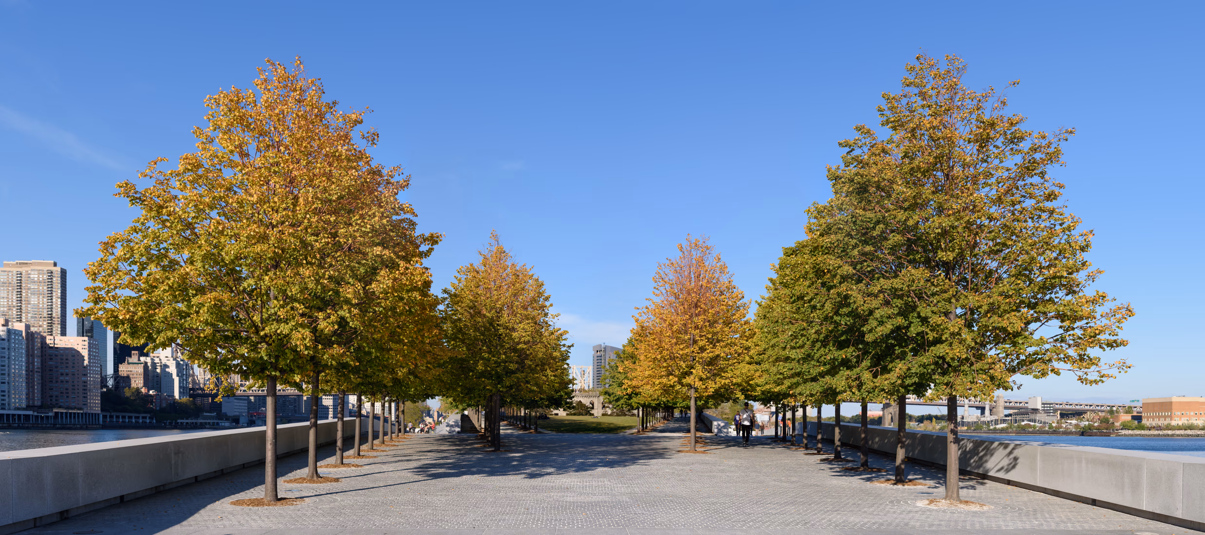 Autumn trees lining Franklin D. Roosevelt Four Freedoms Park on Roosevelt Island.