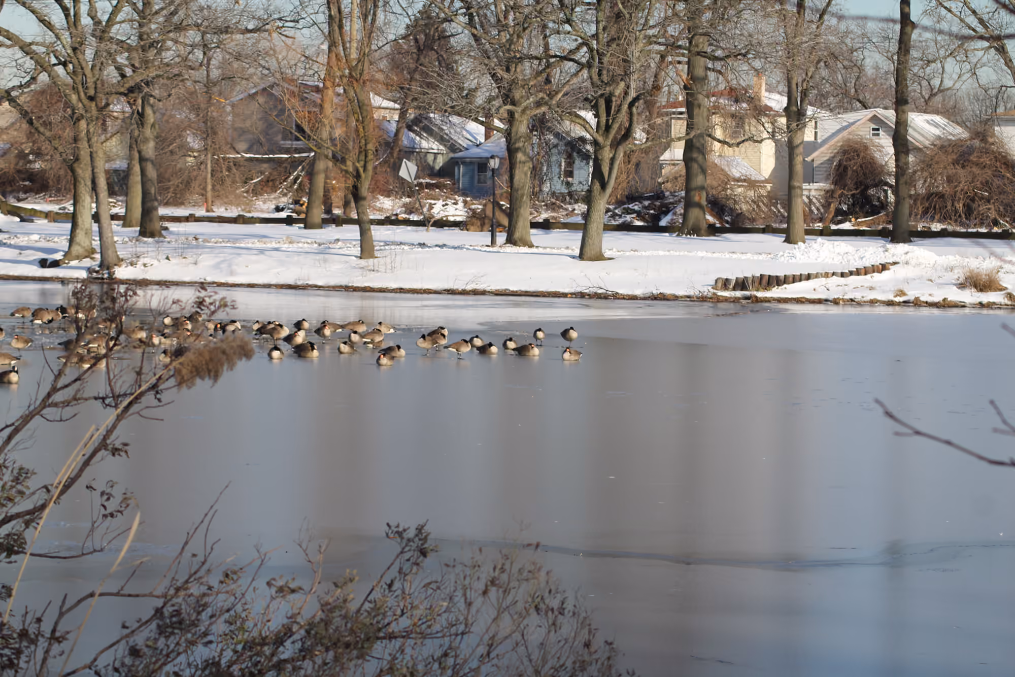 A winter view of Springfield Lake in Springfield Park